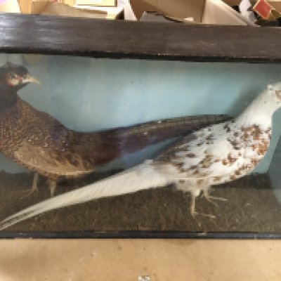 A cased taxidermy of two pheasants including a white example. Total dimensions approx 69cm x 44cm
