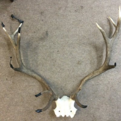 Elk antlers, 74cm tall, 80cm wide approximately (tips taped but no damage )