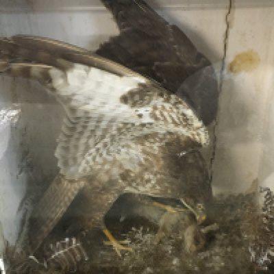 A cased taxidermy buzzard with prey. Case dimensions 54cm wide 60cm tall 25cm deep