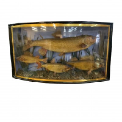 A cased set of Taxidermy fish, 60cm x 34cm x 10cm.