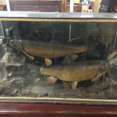 Two taxidermy cased Chubs. Case size 92cm wide 53cm tall. This lot cannot be posted