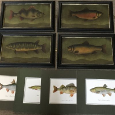 A collection of fish pictures by H.Cornner frame sizes 36x22cm and prints . Postage catB