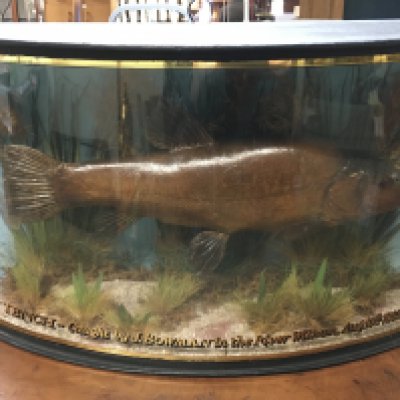 A cased taxidermy Tench, label reading tench caught by J.W Bowman in the River Witham Aug 10 1883. Preserved by Butler sea & river fishing tackle maker, 5 Prince Albert street Brighton . 48cm wide 28cm tall 15cm deep This lot Cannot be posted