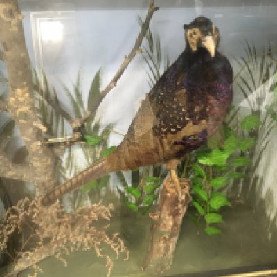 A large cased taxidermy pheasant 27 by 27 inches