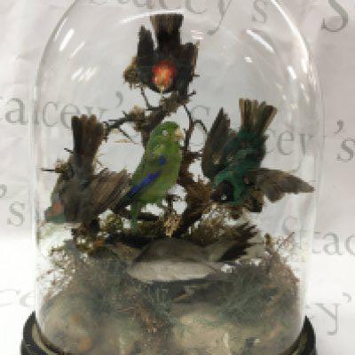 Taxidermy birds birds in a dome case.