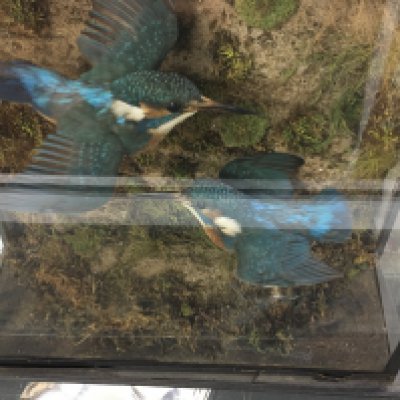 Two kingfishers taxidermy simulated in flight.