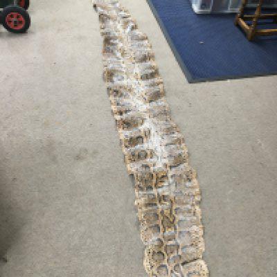 African Rock Python Snake skin approximately 344cm long. NO RESERVE