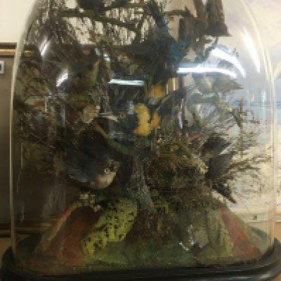A Victorian taxidermy bird display under a glass dome .44cm .