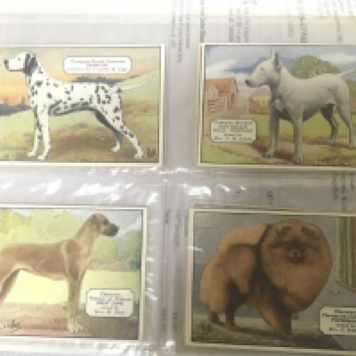 Four albums containing well presented Vintage Cigarette cards and other cards Major Drapking&Co Palmistry cards Conquest of Spacece Rothmans Inventions large size Wills Famous British Authors Turf Cigarette cards Sports. State Express Champion dogs. and many others.